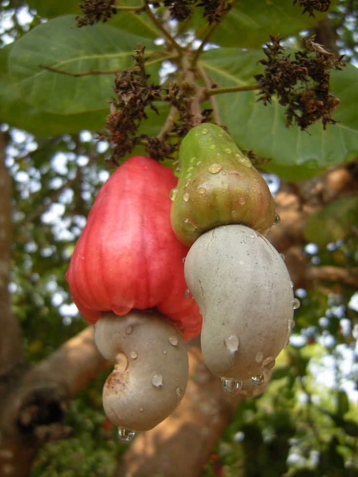 cashew nut fruit seeds, 3 fresh thai cashew nut fruit seeds, anacardium occidentale etsy